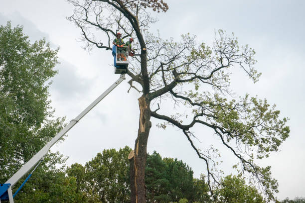 Tree Service Company in Bear Creek, FL